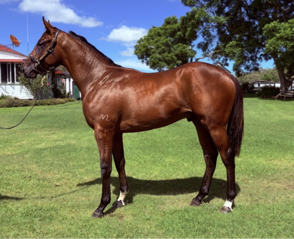 Profiteer (AUS) / Annata Lady (AUS) 2024 Colt - Image 1