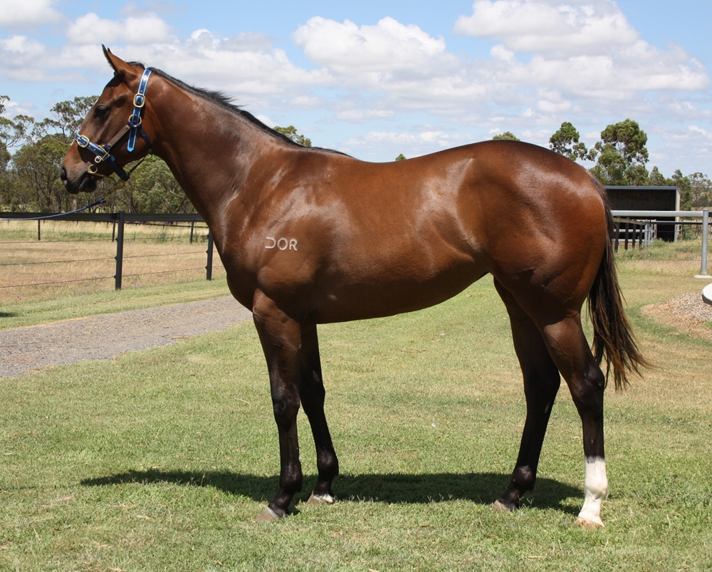 Trapeze Artist (AUS) / Highly Geared (AUS) 2024 Filly - Image 1