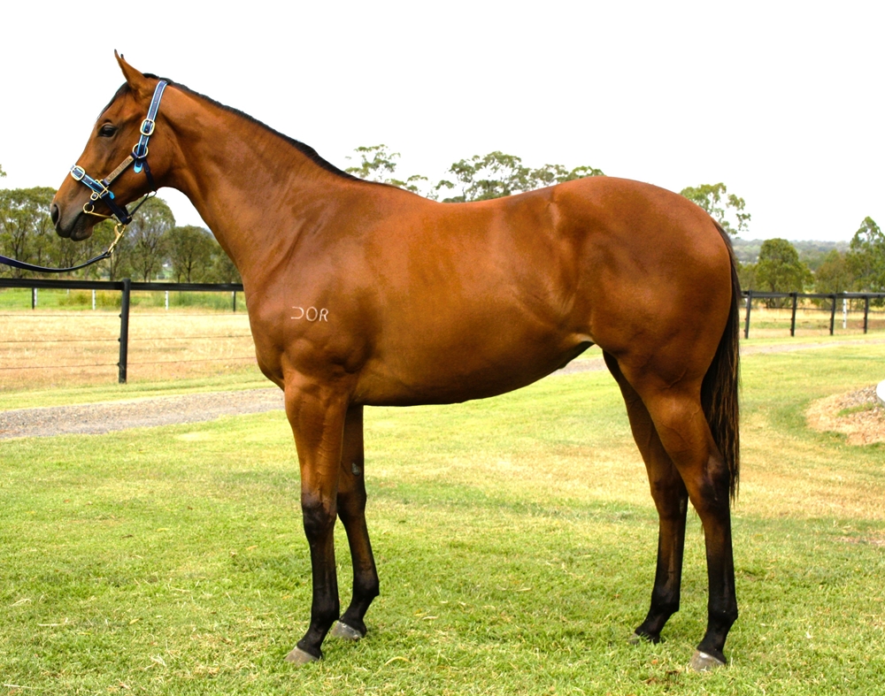 Written By (AUS) / Rosa's Charm (AUS) 2024 Filly - Image 1