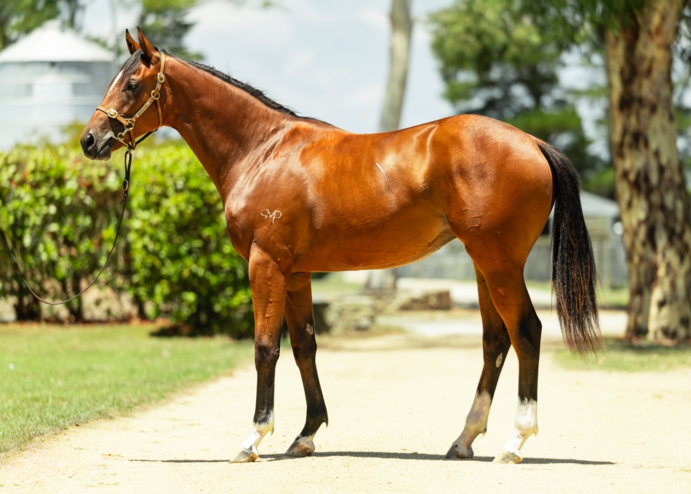 Brutal (NZ) / Emma Lucy (NZ) 2024 Filly - Image 1