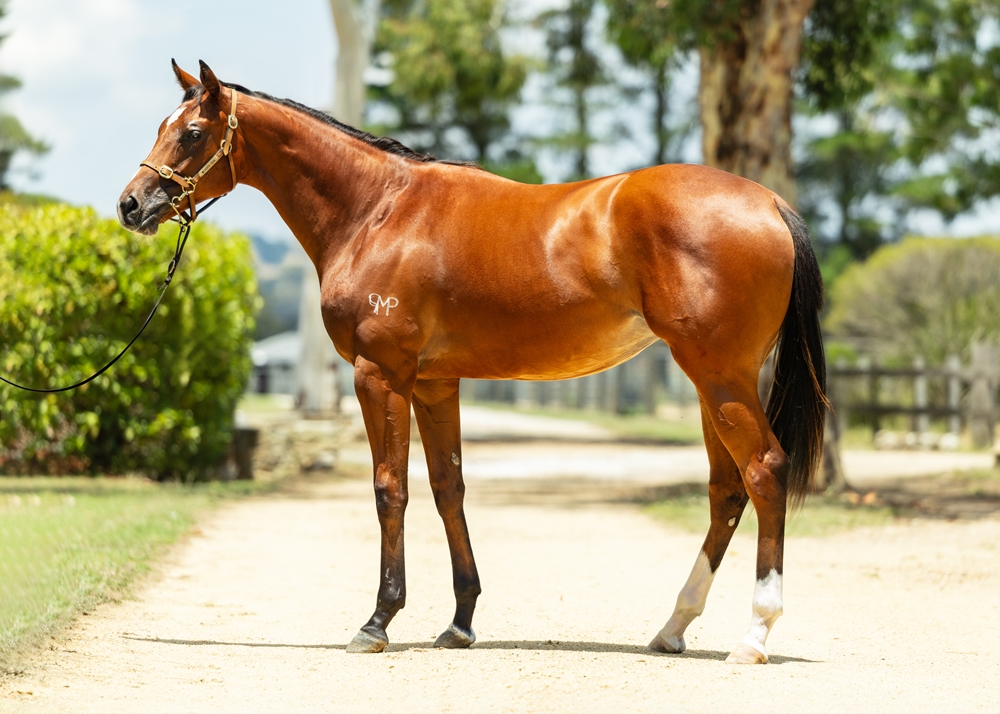Castelvecchio (AUS) / Irish Tryst (NZ) 2024 Filly - Image 1