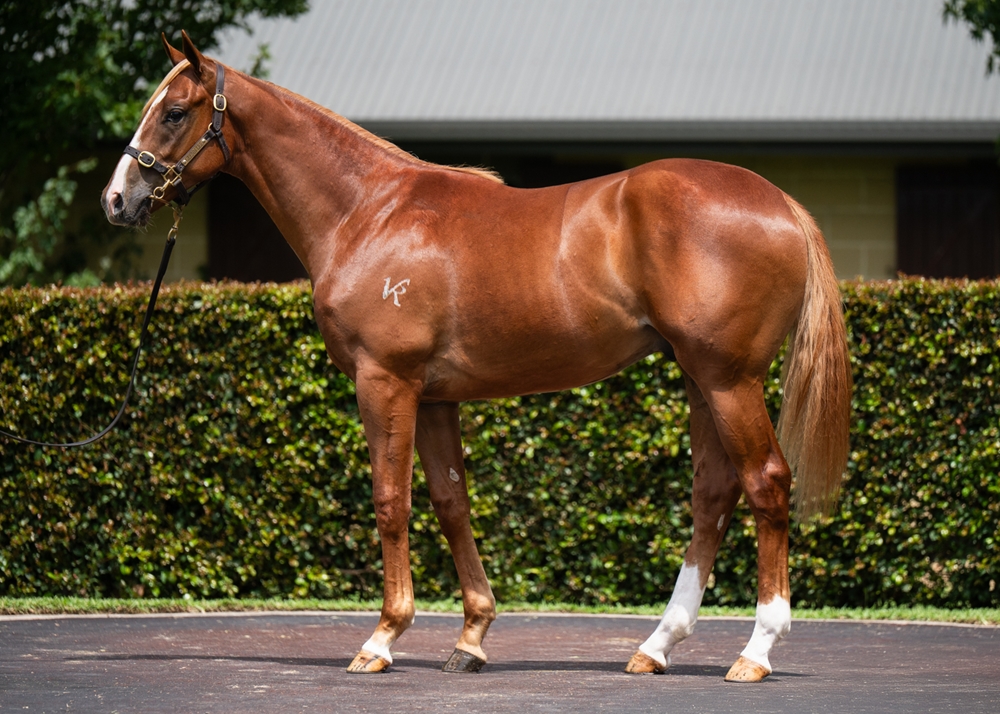 Trapeze Artist (AUS) / Zou Lover (AUS) 2024 Colt - Image 1