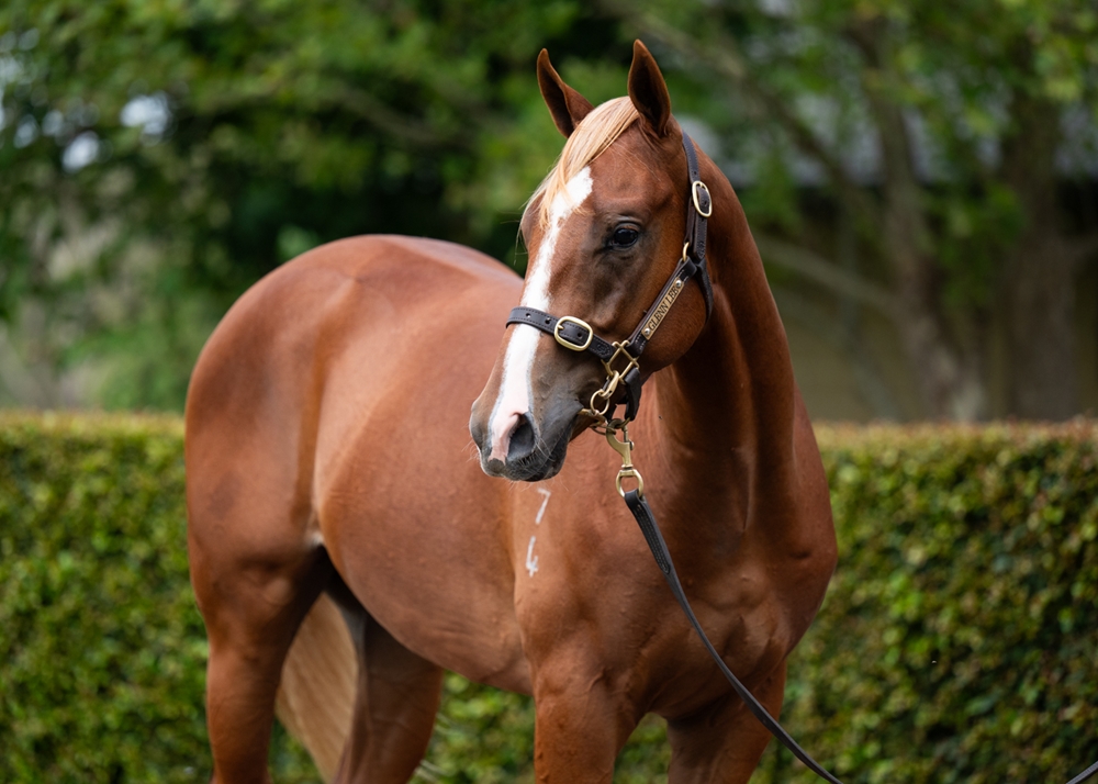 Trapeze Artist (AUS) / Zou Lover (AUS) 2024 Colt - Image 2