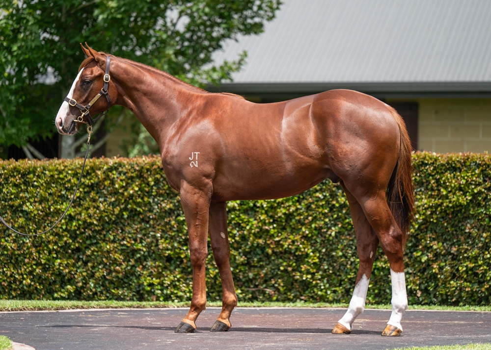 Jacquinot (AUS) / Arazona (AUS) 2024 Colt - Image 1