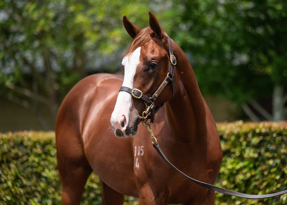 Jacquinot (AUS) / Arazona (AUS) 2024 Colt - Image 2