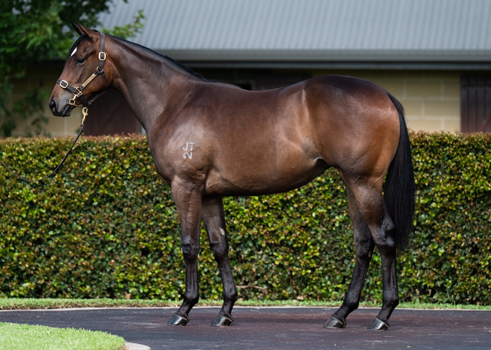 Portland Sky (AUS) / Chervil (AUS) 2024 Filly - Image 1