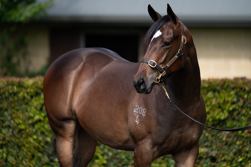 Portland Sky (AUS) / Chervil (AUS) 2024 Filly - Image 2