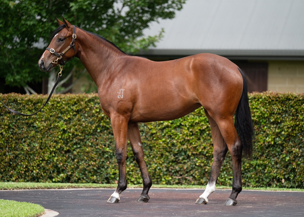 Zousain (AUS) / Claudia Shiver (NZ) 2024 Filly - Image 1