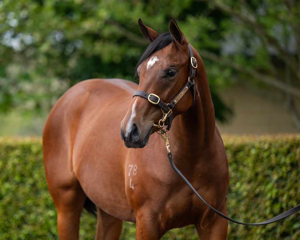 Zousain (AUS) / Claudia Shiver (NZ) 2024 Filly - Image 2