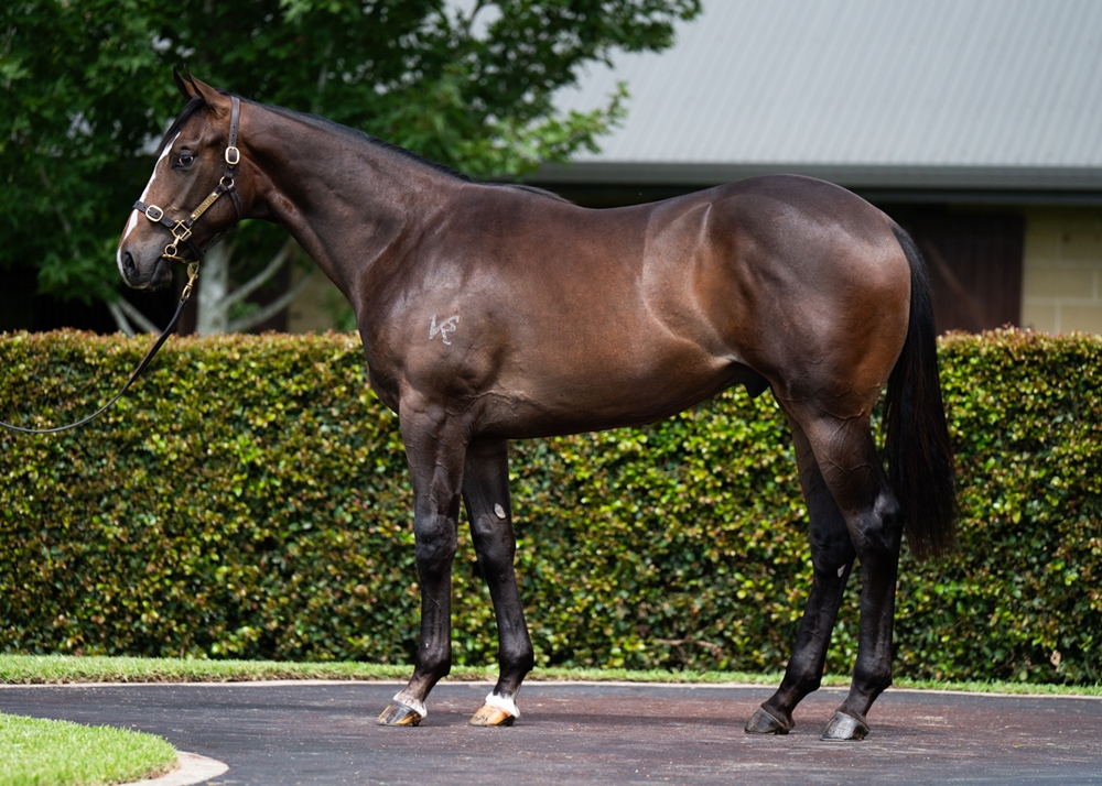 Trapeze Artist (AUS) / Ghazaaly (AUS) 2024 Colt - Image 1