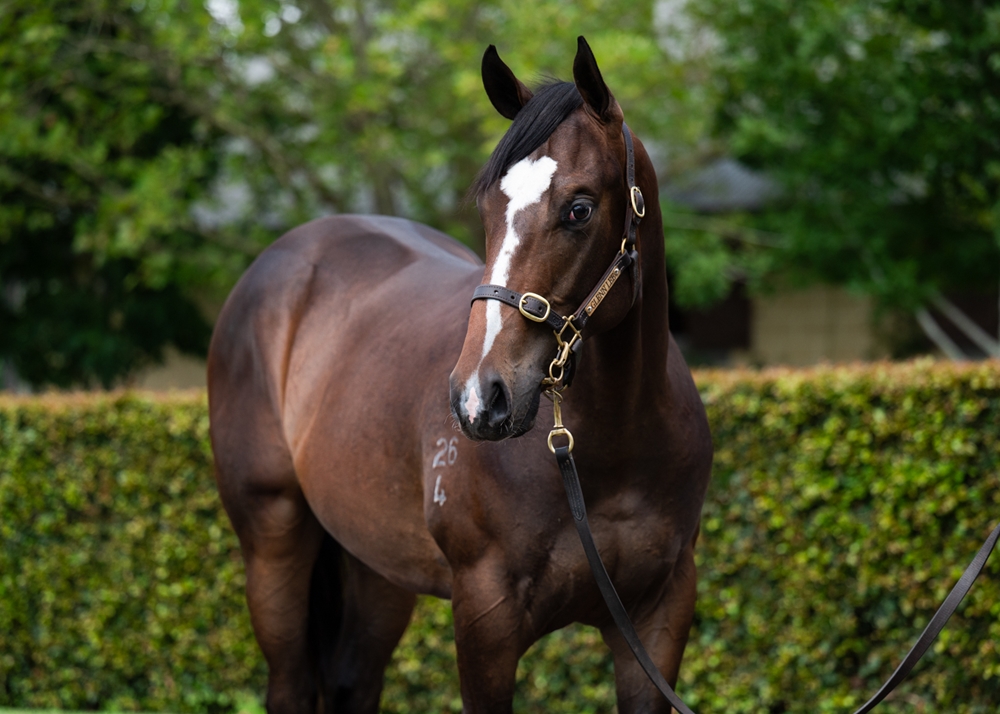 Trapeze Artist (AUS) / Ghazaaly (AUS) 2024 Colt - Image 2