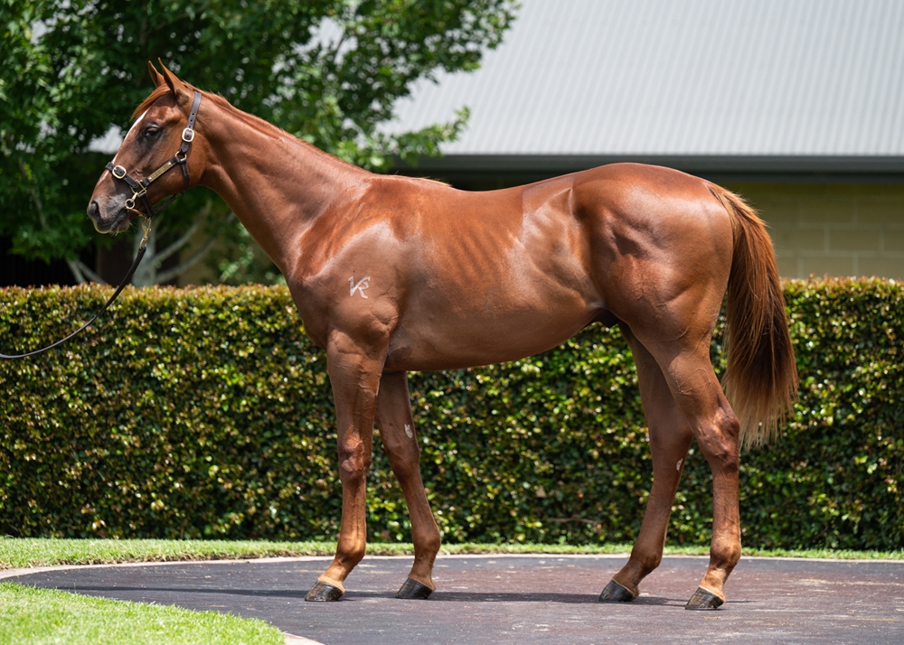 Trapeze Artist (AUS) / Perfect Pleasure (AUS) 2024 Colt - Image 1