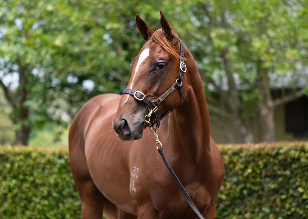 Trapeze Artist (AUS) / Perfect Pleasure (AUS) 2024 Colt - Image 2