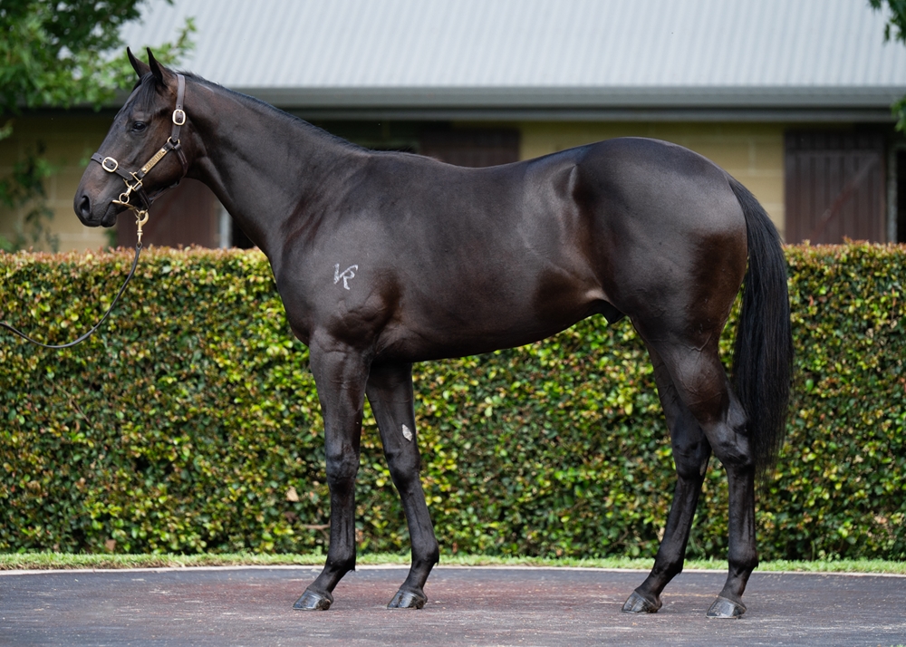Trapeze Artist (AUS) / Satellites (AUS) 2024 Colt - Image 1