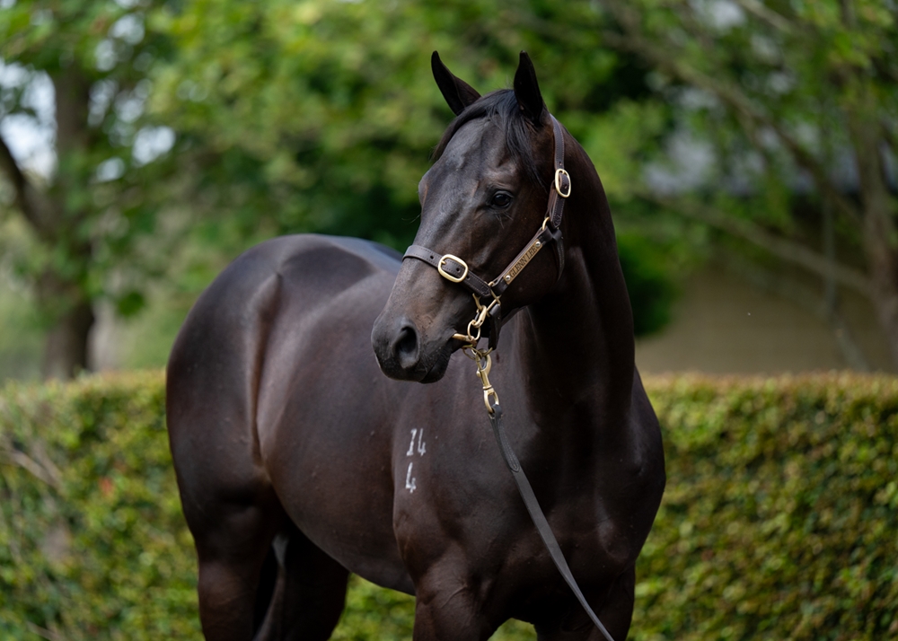 Trapeze Artist (AUS) / Satellites (AUS) 2024 Colt - Image 2