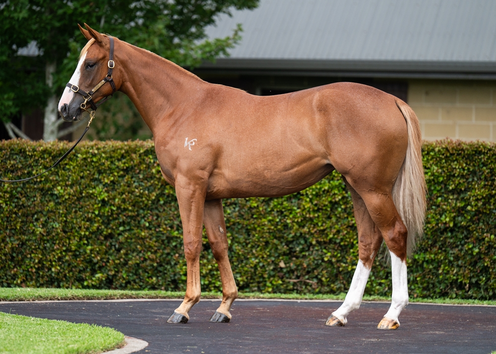 Trapeze Artist (AUS) / She's Brazen (AUS) 2024 Filly - Image 1