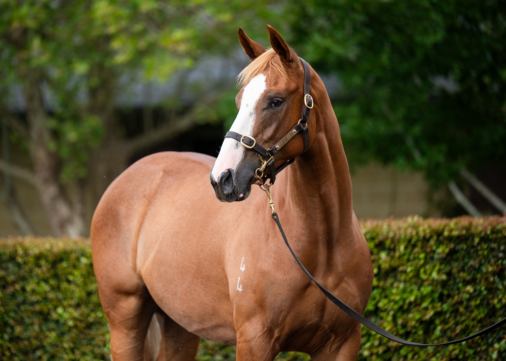 Trapeze Artist (AUS) / She's Brazen (AUS) 2024 Filly - Image 2