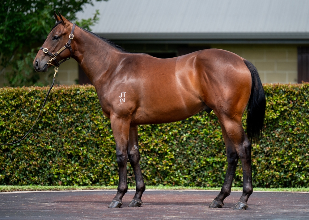 Zousain (AUS) / Surreel (AUS) 2024 Colt - Image 1