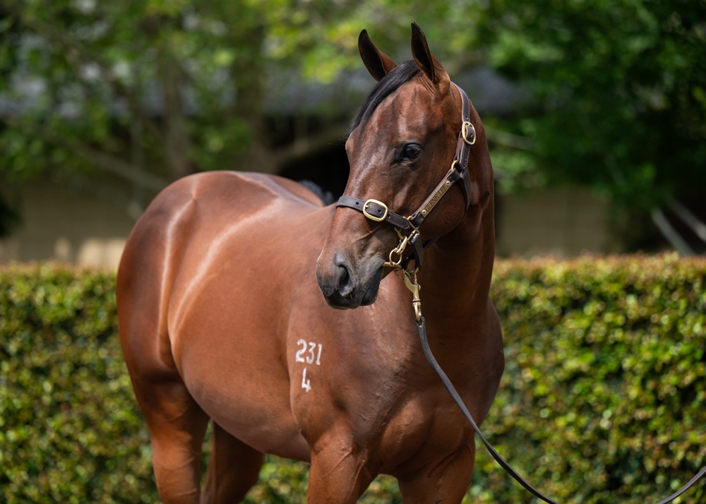 Zousain (AUS) / Surreel (AUS) 2024 Colt - Image 2