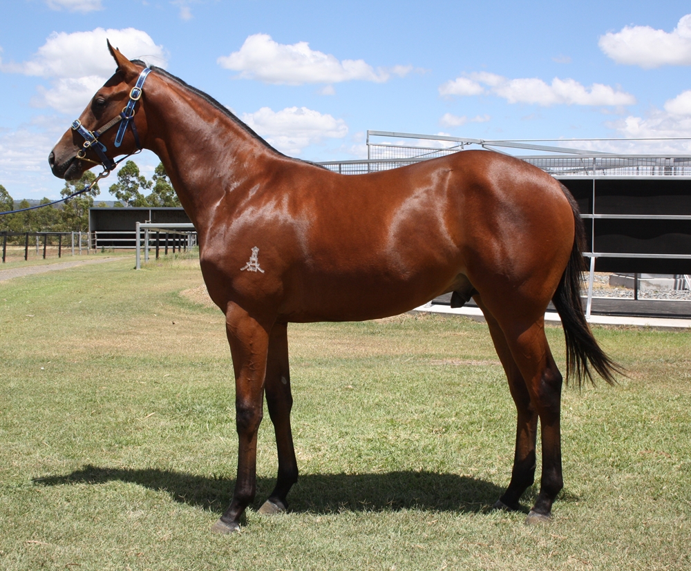 St Mark's Basilica (FR) / Bevico Girl (AUS) 2024 Colt - Image 1