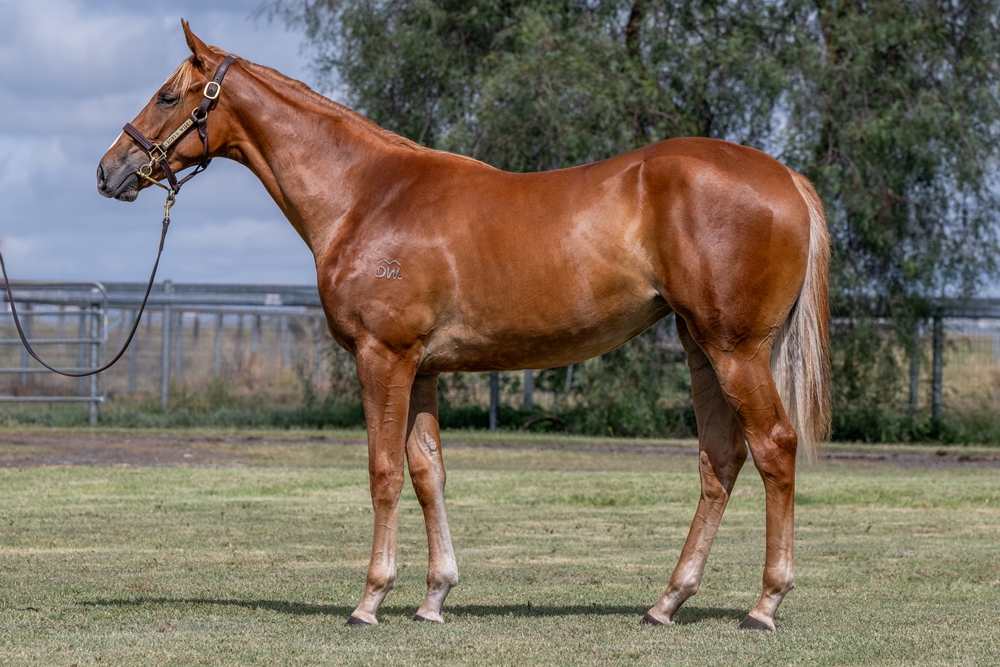 The Autumn Sun (AUS) / All That Is (AUS) 2024 Filly - Image 1