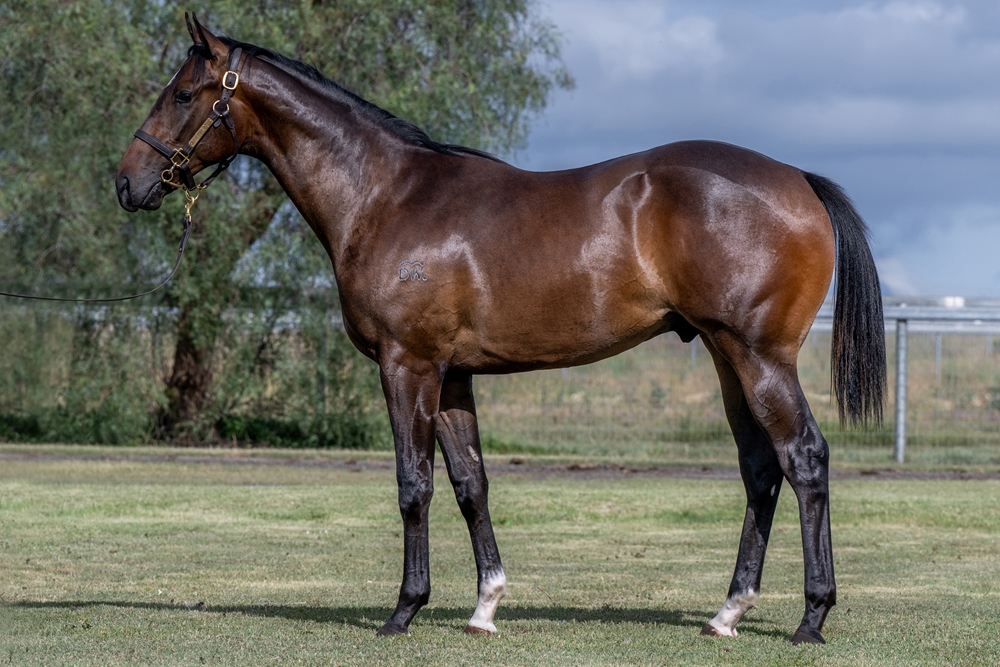 Hitotsu (AUS) / Stella Street (AUS) 2024 Colt - Image 1
