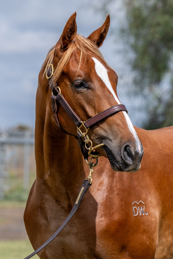 The Autumn Sun (AUS) / All That Is (AUS) 2024 Filly - Image 2