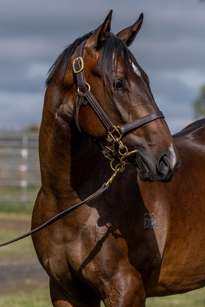 Hitotsu (AUS) / Stella Street (AUS) 2024 Colt - Image 2