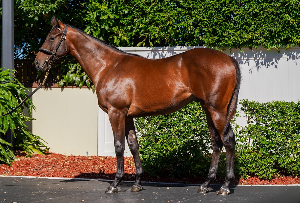 Blue Point (IRE) / Phemonoe (AUS) 2024 Colt - Image 1
