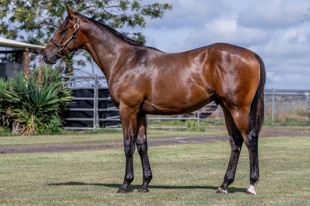 Spirit of Boom (AUS) / Adelase (AUS) 2024 Colt - Image 1