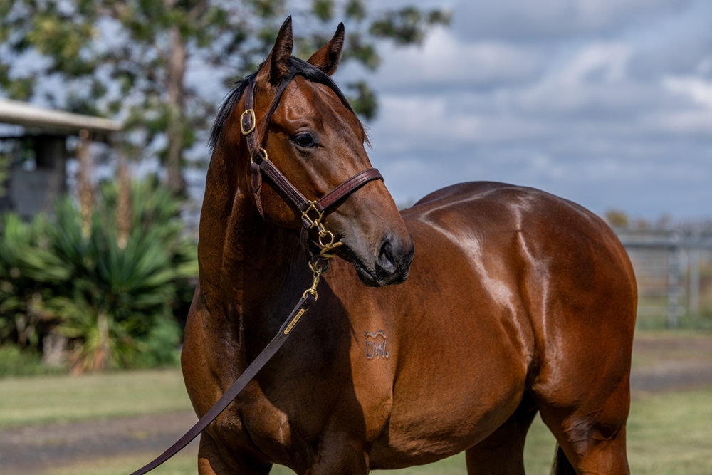 Spirit of Boom (AUS) / Adelase (AUS) 2024 Colt - Image 2