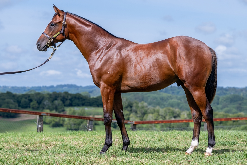 Profiteer (AUS) / Nataya Rose (AUS) 2024 Colt - Image 1