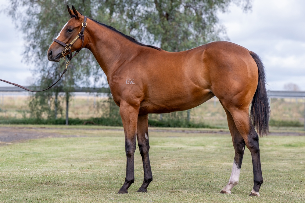 Stronger (AUS) / Soul Mama (AUS) 2024 Filly - Image 1