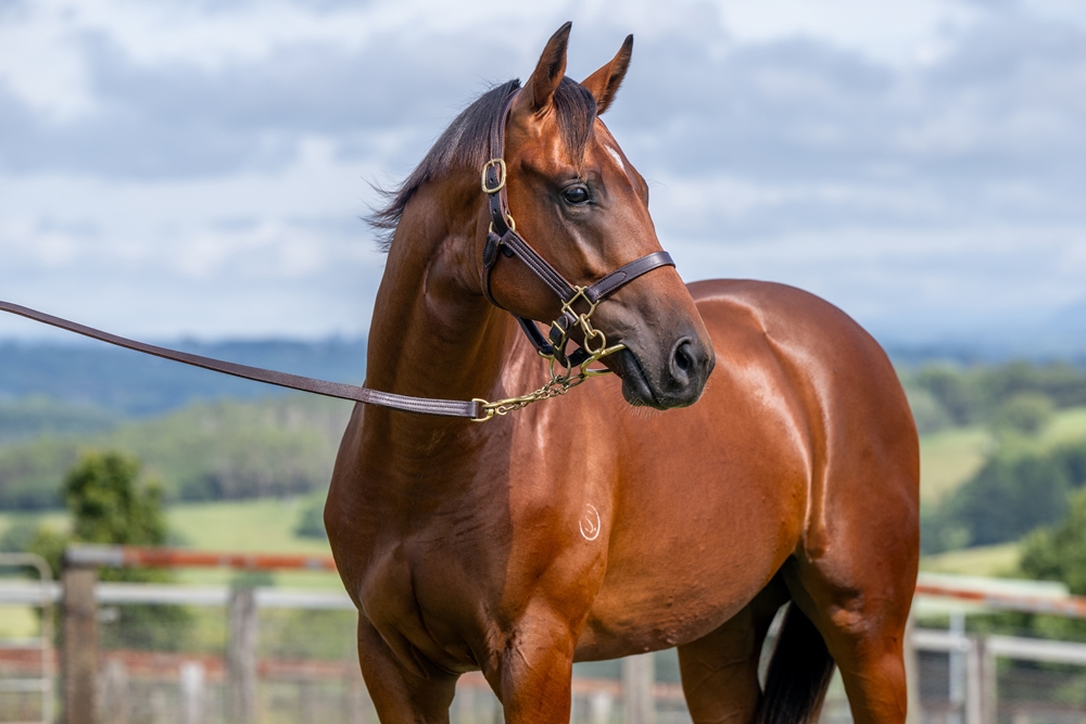 Profiteer (AUS) / Nataya Rose (AUS) 2024 Colt - Image 2