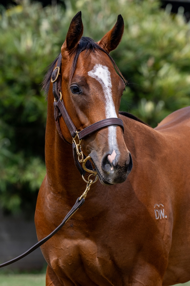 Stronger (AUS) / Soul Mama (AUS) 2024 Filly - Image 2