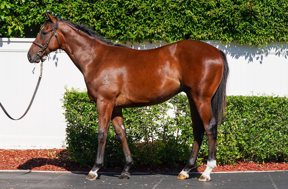 Cosmic Force (AUS) / Shay (AUS) 2024 Colt - Image 1