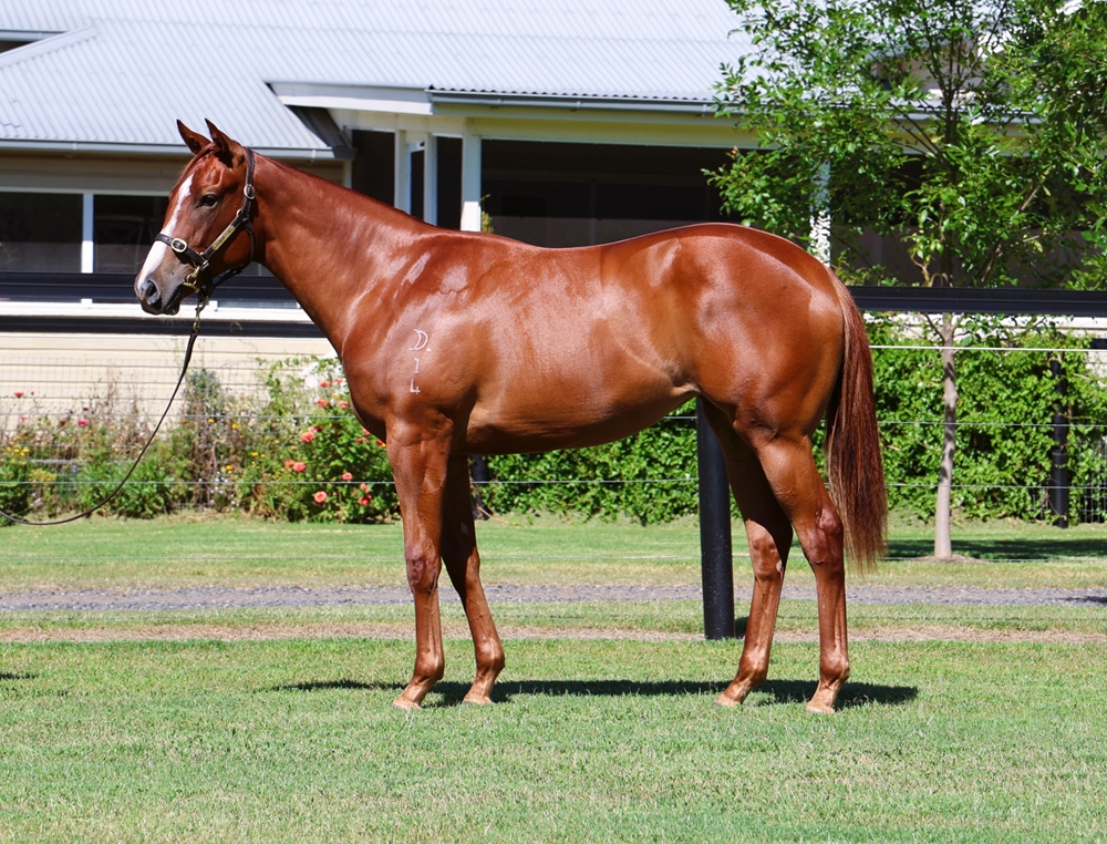 Toronado (IRE) / Grand Scholar (AUS) 2024 Filly - Image 1