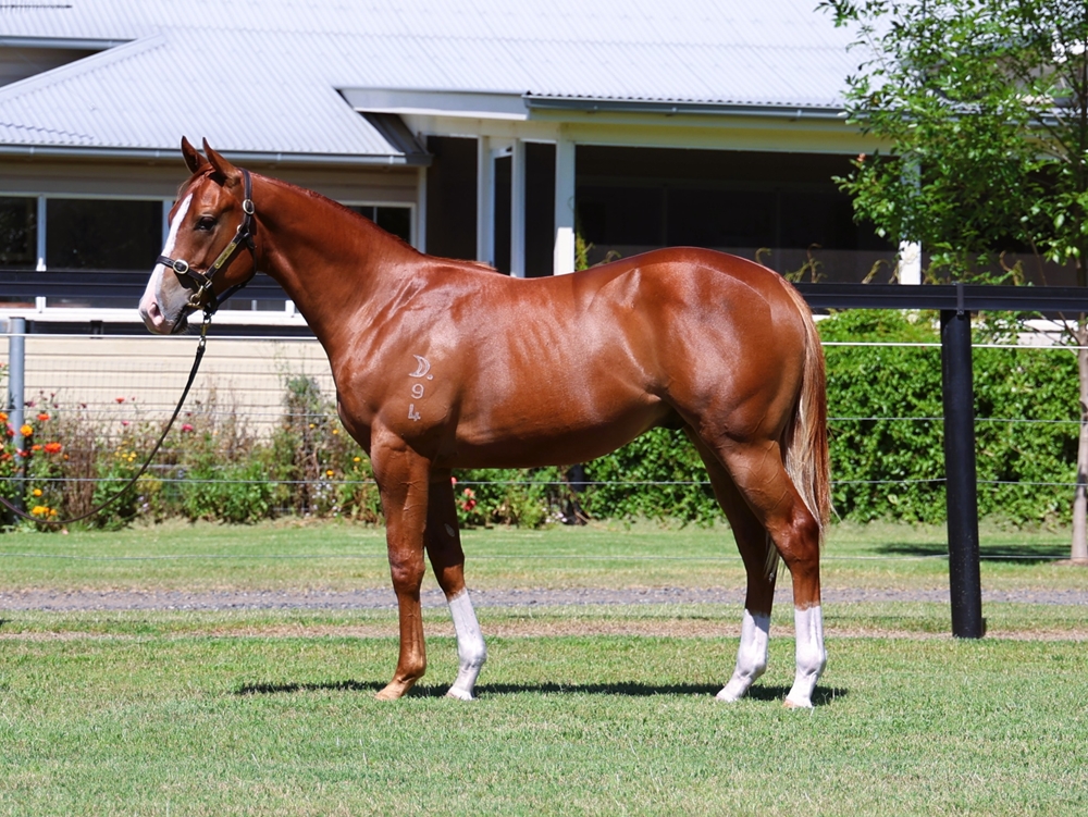 Harry Angel (IRE) / Flamenco Girl (AUS) 2024 Colt - Image 1