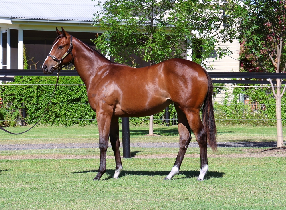 Hellbent (AUS) / Hasstobegood (NZ) 2024 Filly - Image 1