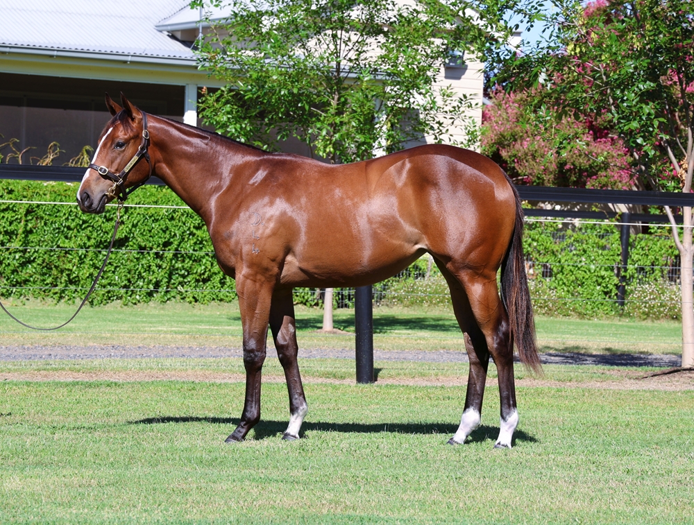 Hellbent (AUS) / Hasstobegood (NZ) 2024 Filly - Image 2