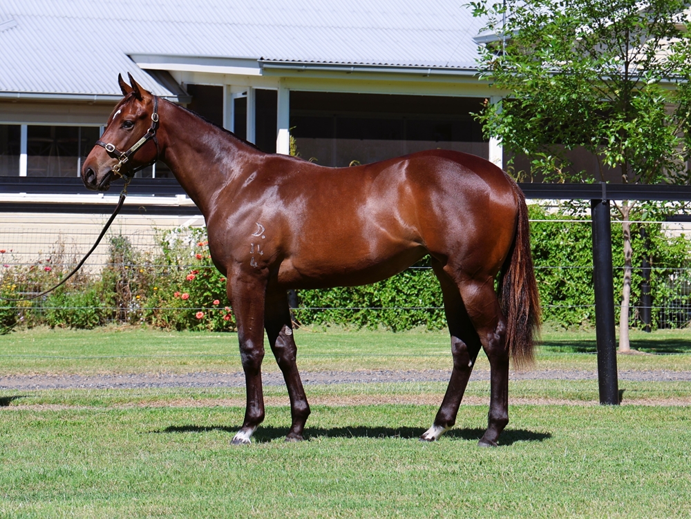 Better Than Ready (AUS) / Repeats (AUS) 2024 Filly - Image 1