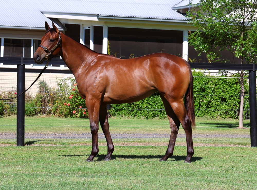 Harry Angel (IRE) / Sister Sledge (AUS) 2024 Filly - Image 1
