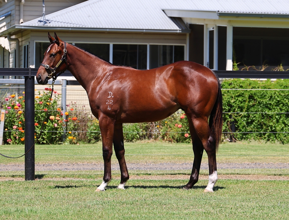 Zousain (AUS) / The Spell (AUS) 2024 Colt - Image 1