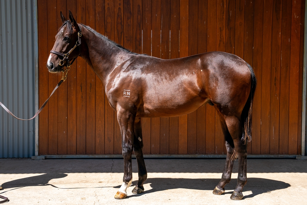 Smart Missile (AUS) / Miss Lustrous (NZ) 2024 Colt - Image 1