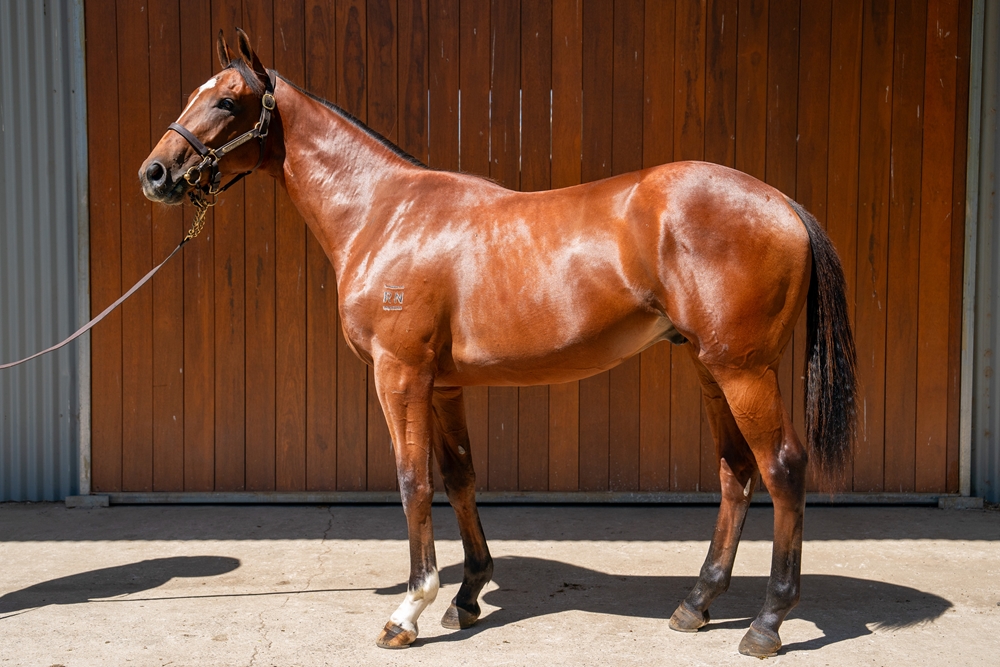 Tassort (AUS) / First Order (AUS) 2024 Colt - Image 1