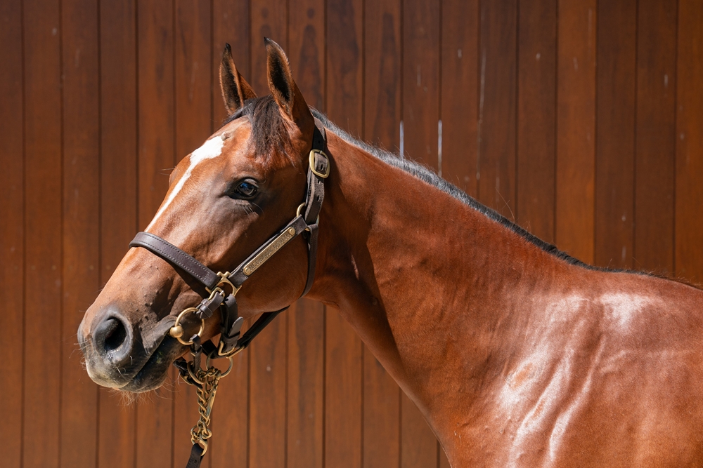 Tassort (AUS) / First Order (AUS) 2024 Colt - Image 2