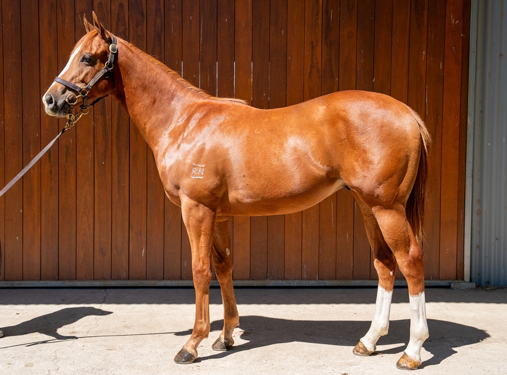 Supido (AUS) / Shez Rising (AUS) 2024 Colt - Image 1