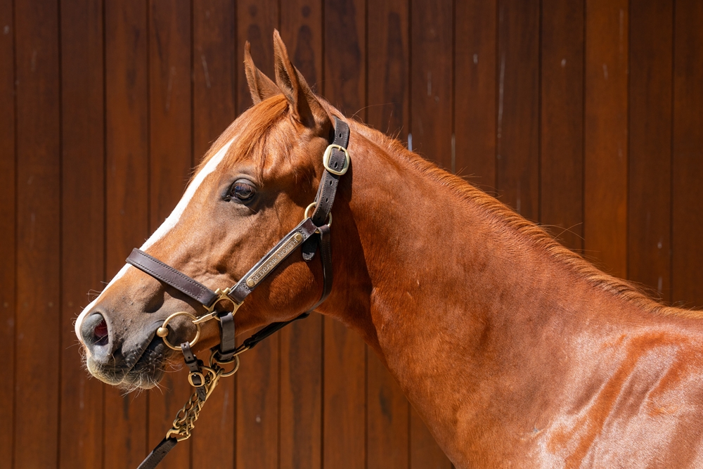 Supido (AUS) / Shez Rising (AUS) 2024 Colt - Image 2