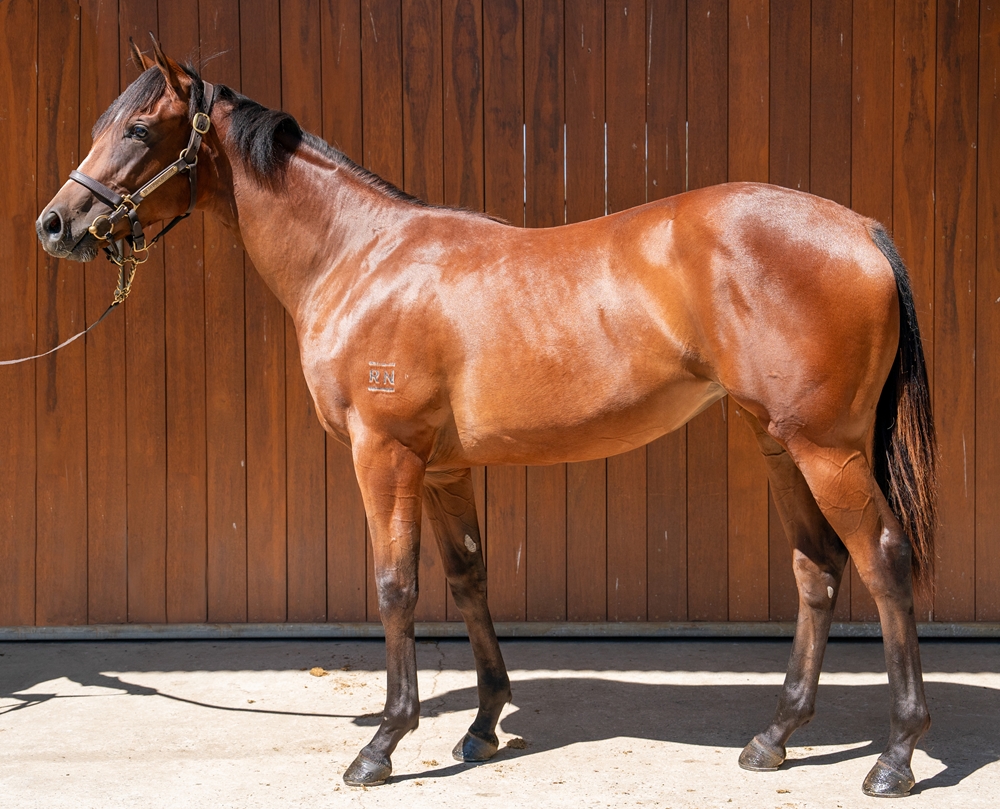 Peltzer (AUS) / Holy Mo (AUS) 2024 Filly - Image 1