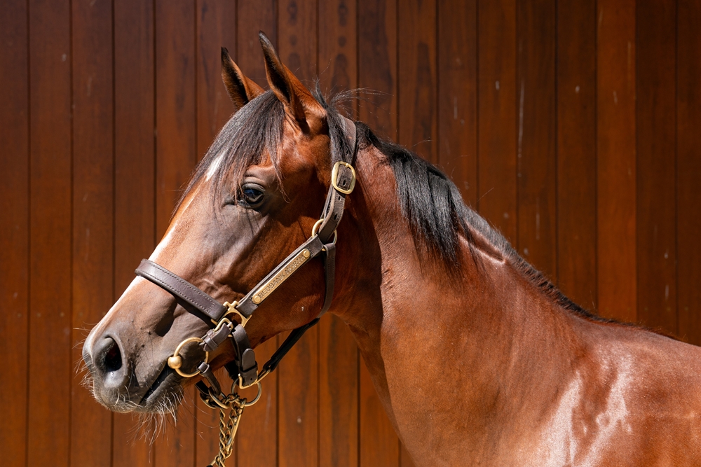 Peltzer (AUS) / Holy Mo (AUS) 2024 Filly - Image 2